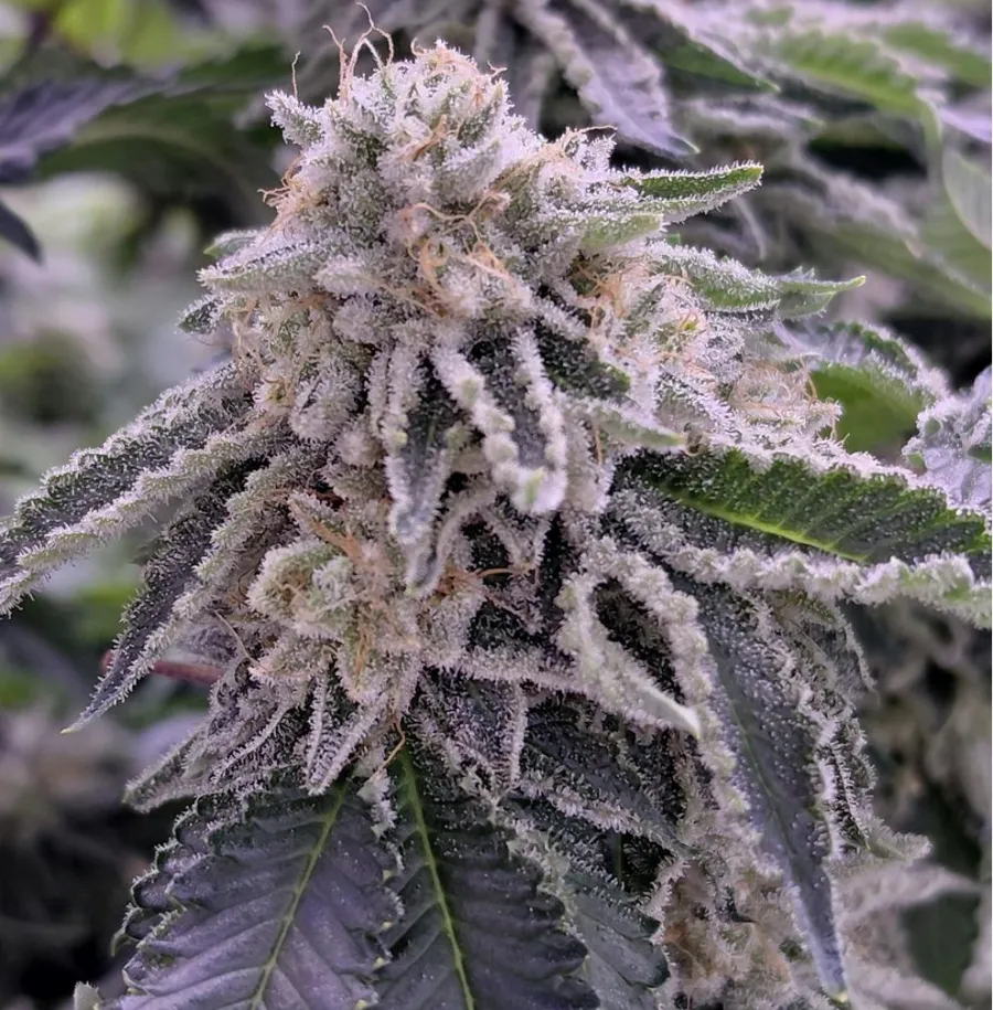 KEY LIME OG