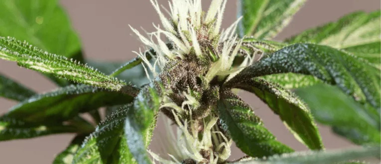 Cape Cod Cannabis Recreational Dispensary in Wellfleet, MA Pre-Flowering / Sexing Stage - Cape Cod Cannabis in Wellfleet, MA