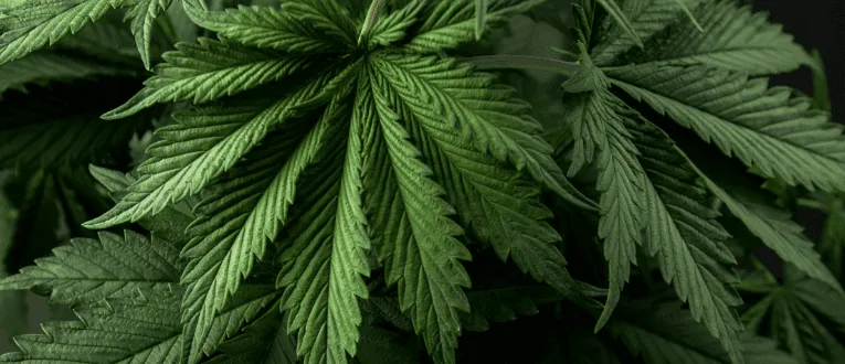 Cape Cod Cannabis Recreational Dispensary in Wellfleet, MA 3. Vegetative - Cape Cod Cannabis, Wellfleet, MA