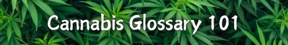 Cape Cod Cannabis Recreational Dispensary in Wellfleet, MA Cannabis Glossary 101