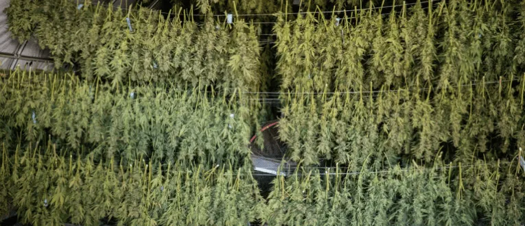 Cape Cod Cannabis Recreational Dispensary in Wellfleet, MA Drying & Curing - Cape Cod Cannabis, Wellfleet, MA
