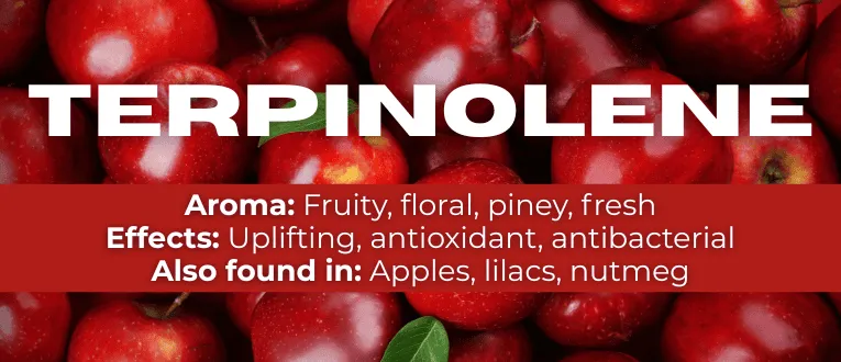Shop Terpinolene Terpenes at Cape Cod Cannabis in Wellfleet, MA