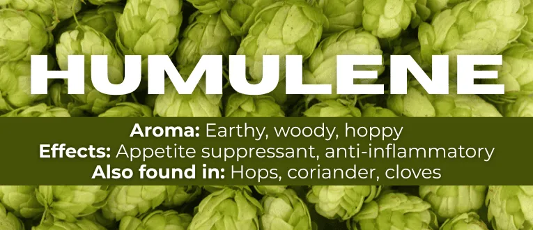 Shop Humulene Terpenes at Cape Cod Cannabis in Wellfleet, MA