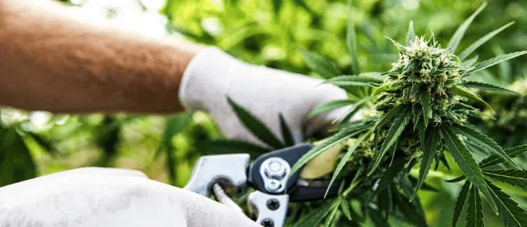 Cape Cod Cannabis Recreational Dispensary in Wellfleet, MA Harvest - Cape Cod Cannabis, Wellfleet, MA