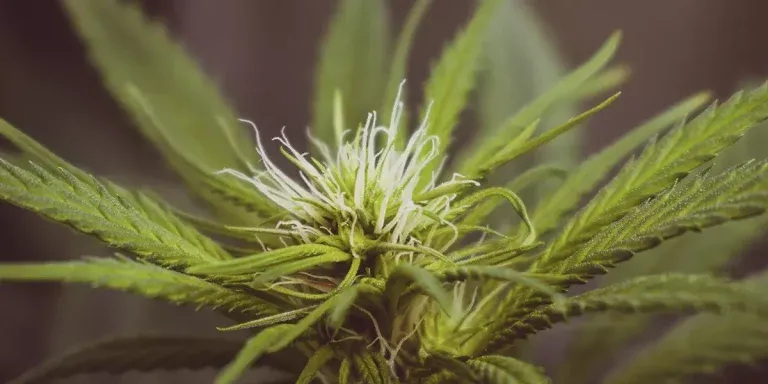 High CBD