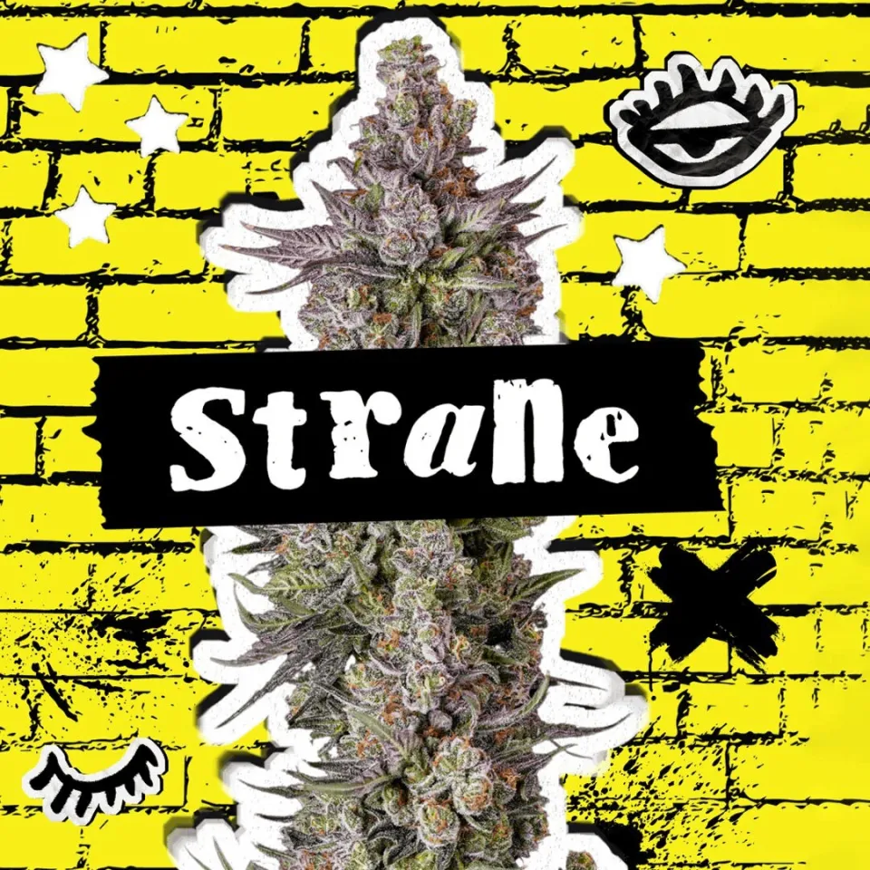 Cape Cod Cannabis Recreational Dispensary in Wellfleet, MA Strane Logo