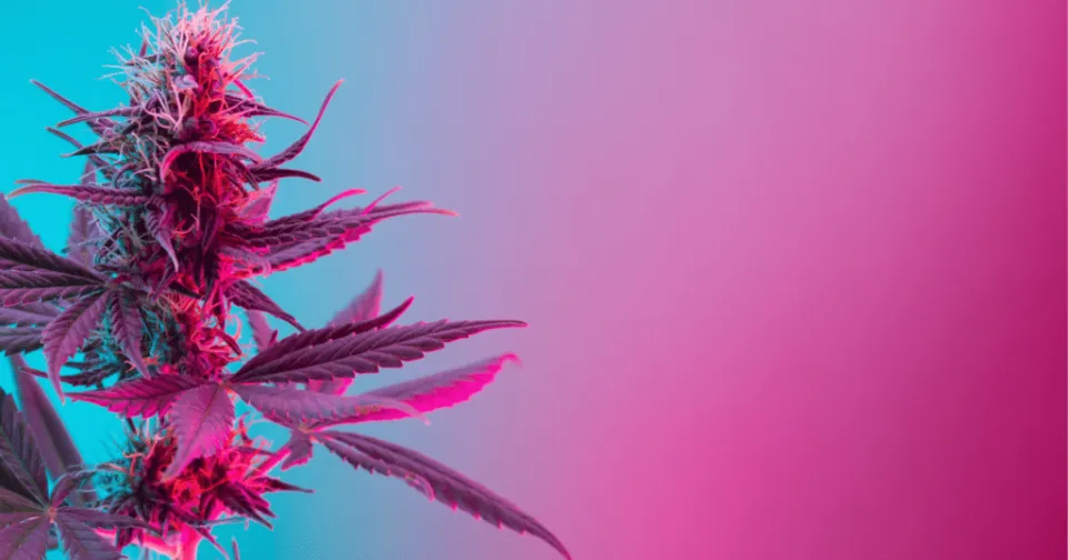 Cape Cod Cannabis Recreational Dispensary in Wellfleet, MA Cape Cod Cannabis Recreational Dispensary in Wellfleet, MA