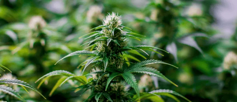 Flowering - Cape Cod Cannabis, Wellfleet, MA