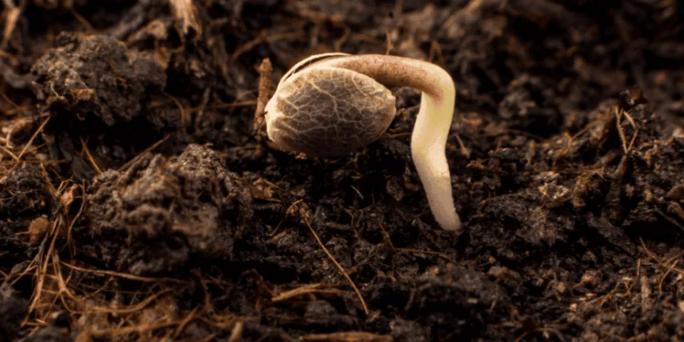 Lifecycle of a cannabis seed - Cape Cod Cannabis in Wellfleet!