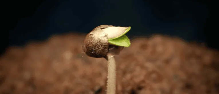 Cape Cod Cannabis Recreational Dispensary in Wellfleet, MA 2. Seedling - Cape Cod Cannabis, Wellfleet, MA