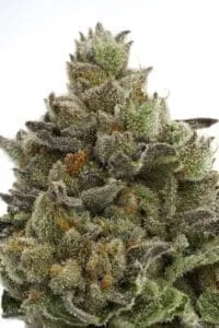 Cape Cod Cannabis Recreational Dispensary in Wellfleet, MA Intro to Cannabis 101 | Cape Cod Cannabis in Wellfleet, MA | It's worth the trip!