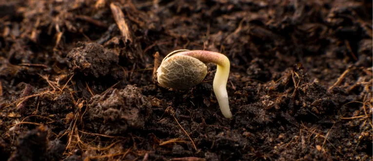 Cape Cod Cannabis Recreational Dispensary in Wellfleet, MA 1. Germination Cannabis Seed - Cape Cod Cannabis, Wellfleet, MA