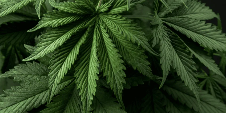Cannabis 101 Blog Category at Cape Cod Cannabis in Wellfleet!