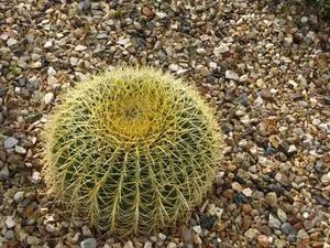 cactus2