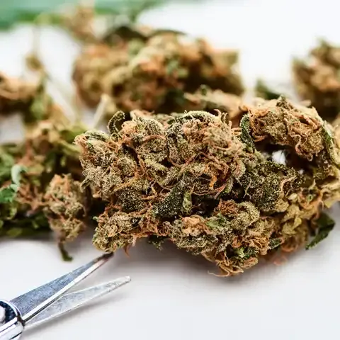 Cannabis flower with trimming scissors