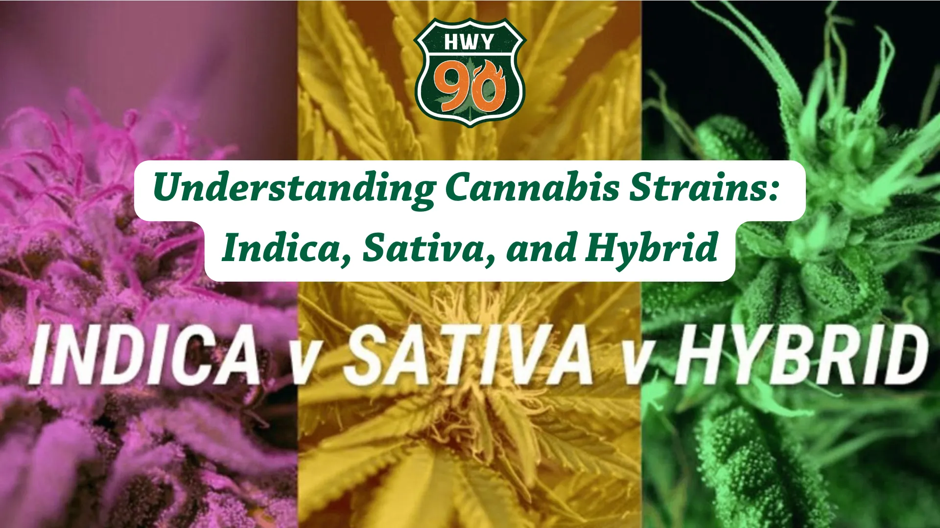 beginners cannabis strain guide: indica, sativa and hybrid. available now at highway 90 dispensary