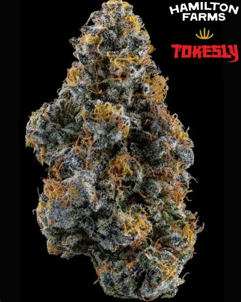 HF x TKS Kush Berry Burger