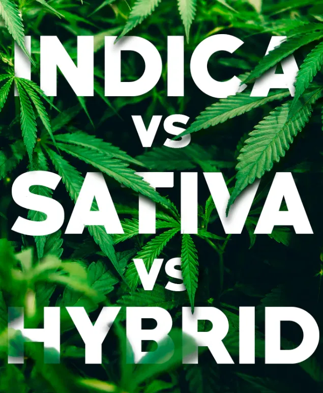 Beginners cannabis strain guide: indica, sativa and hybrid. Available now at highway 90 dispensary